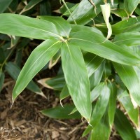 Broad-leaved Bamboo